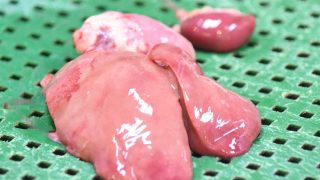 ハツ・レバー（鶏）画像